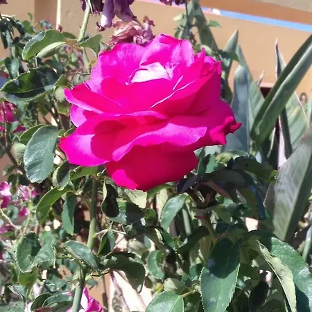 בית כפרי Rosales