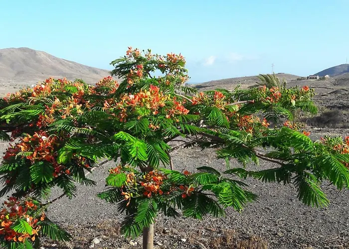 Rosales Casa rural Lajita