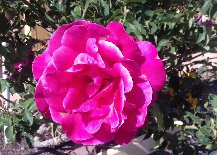 Rosales Casa rural Lajita